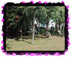 The Walker Family graves shaded by the trees.